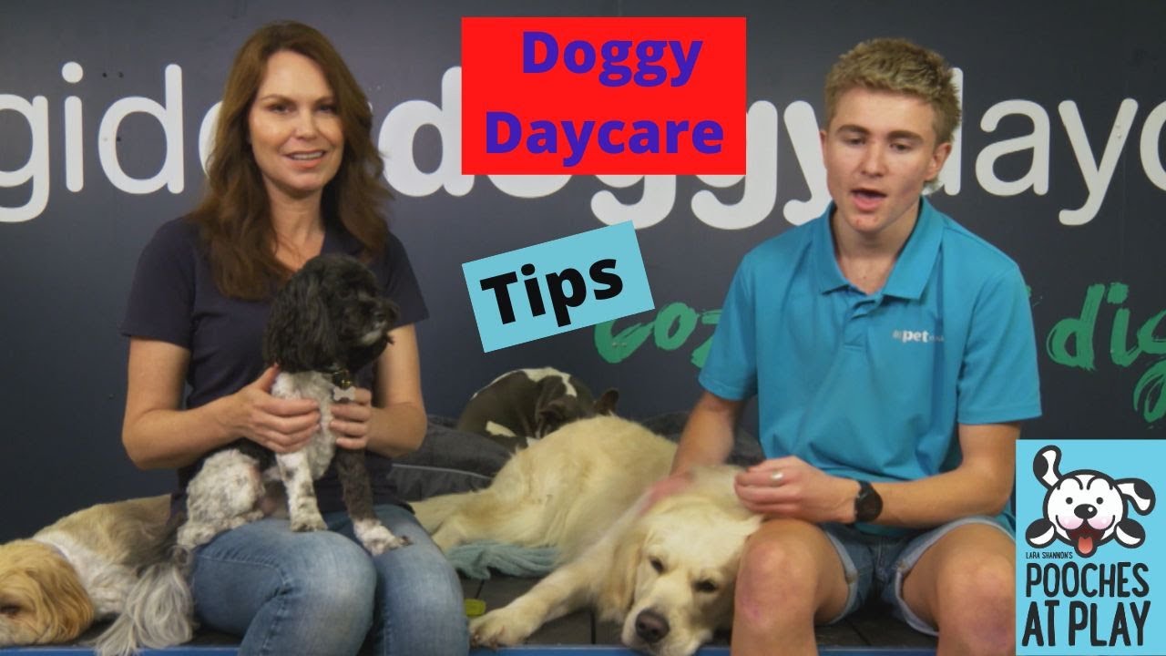 Dog Daycare Tips: Diggiddy Doggy Daycare