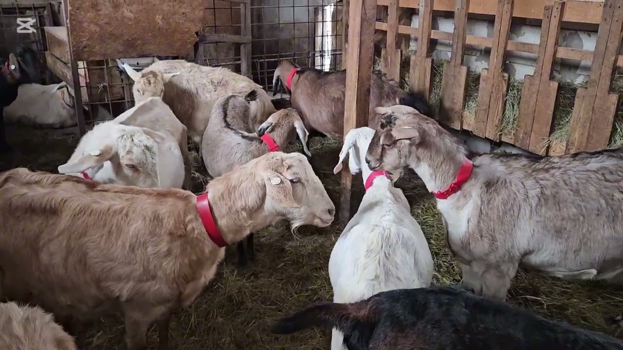 SEPARAREA CAPRELOR!!avantaje și DEZAVANTAJE!!