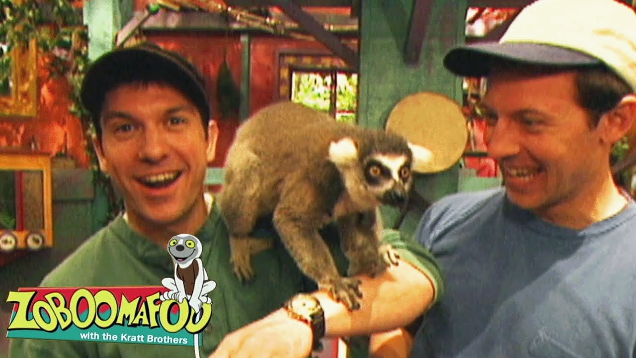 Feliz Dia do Lêmure | Zoboomafoo Português | Episódios Completos para Crianças