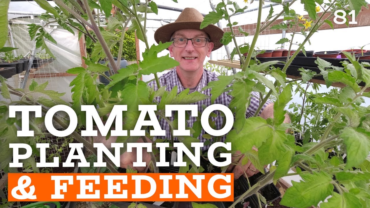 Growing Tomatoes | UK Greenhouse & Polytunnel | Tomato Feeding & planting tips