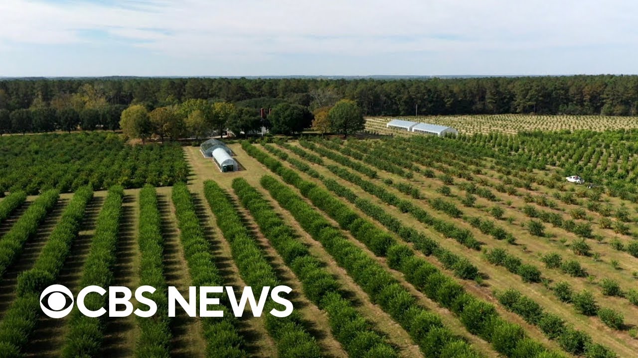 How global warming is affecting our food and where it&rsquo;s grown | ClimateWatch