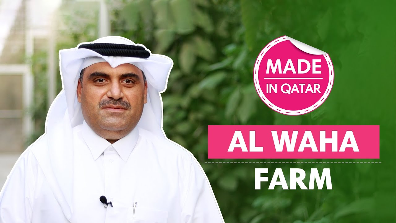 How is Al Waha Farm supporting Qatar's vegetable industry? | Made In Qatar | Ep 7