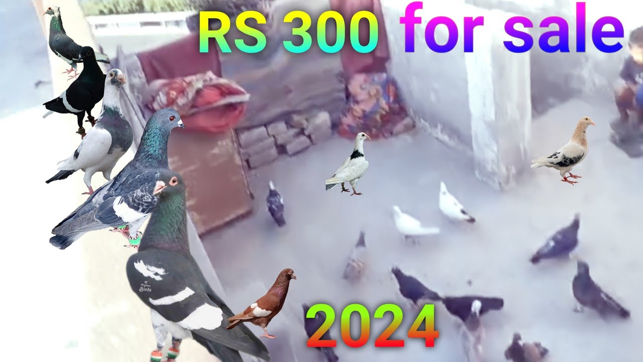 kabootar sale | शानदार टिकरी बिक्री | Firozabad kabootar news video 2024 kabutar bazi 7451821736
