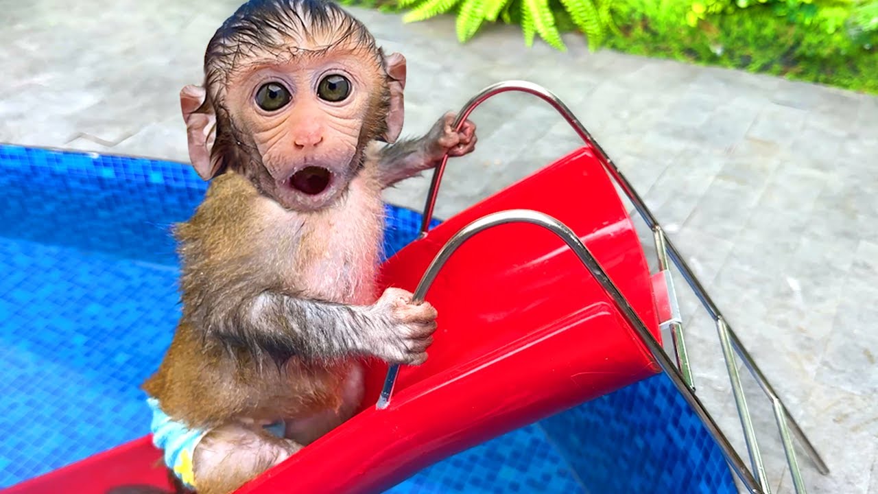 Monyet Bon Bon Imut Makan Es Krim Pelangi Manis dari Mesin Penjual Otomatis Bersama Teman Anjing