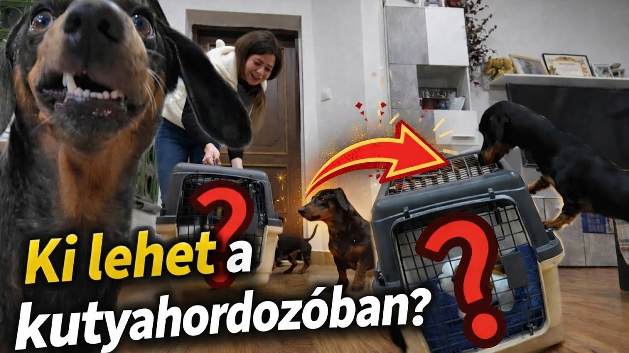 Ki lehet a kutyahordozóban? Merlin és Artúr nem érti a helyzetet 😆🐶 #merlinesarturkalandjai 