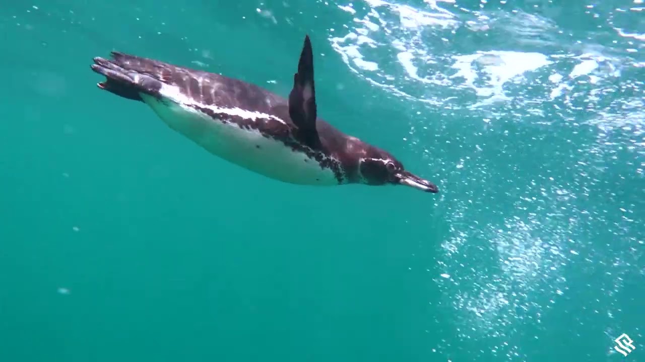 The Galapagos onboard the Silversea Silver Origin