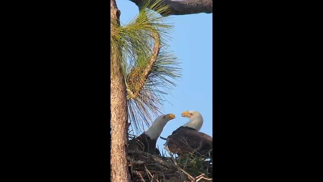 SWFL Eagles- M15 & F23 Nestorations! Ready, Set, Go! 