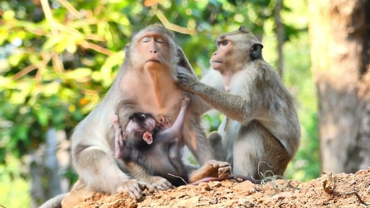 Jinx monkey give by young monkey to help her health care