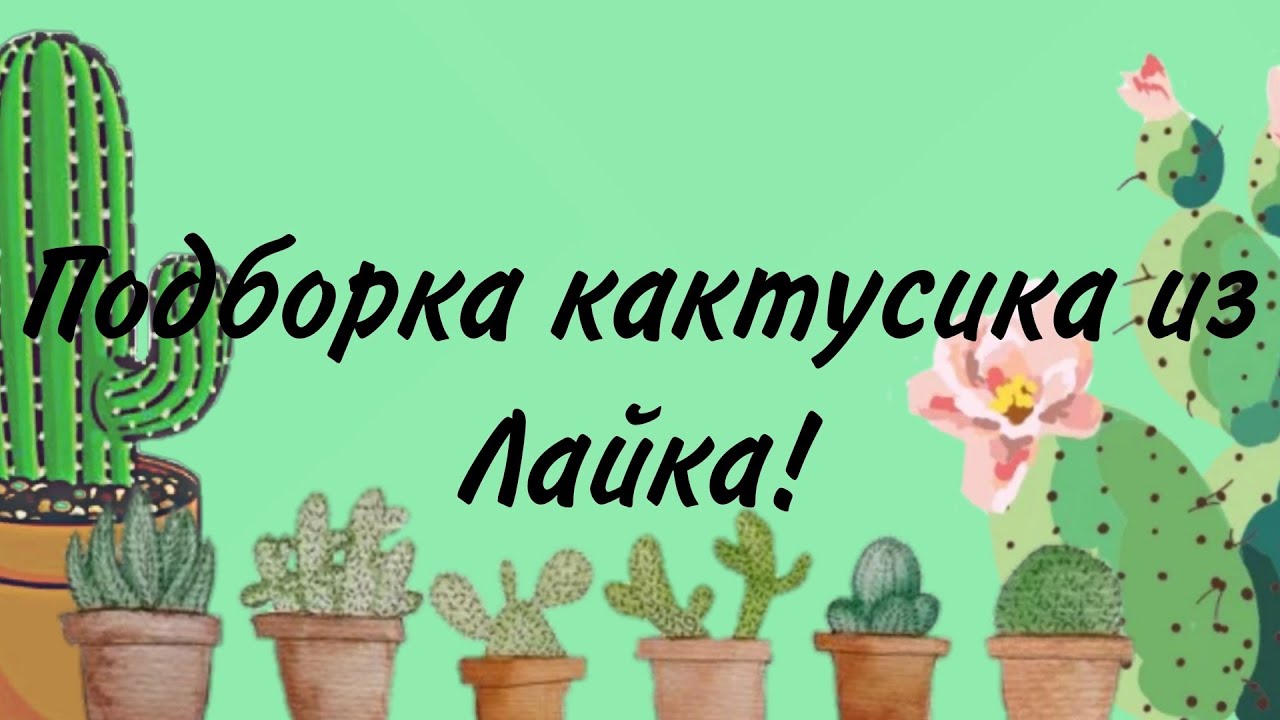 🌵🐀ПОДБОРКА КАКТИКА ИЗ ЛАЙКА (ГАЧЕРШИ) 🐓🌵