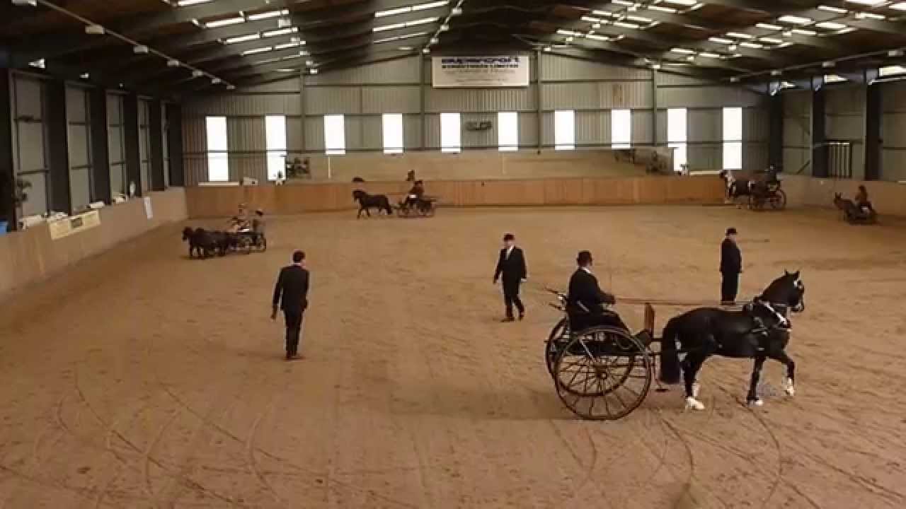 Alfie & Wally at the 2014 Hereford BDS Carriage Driving Show