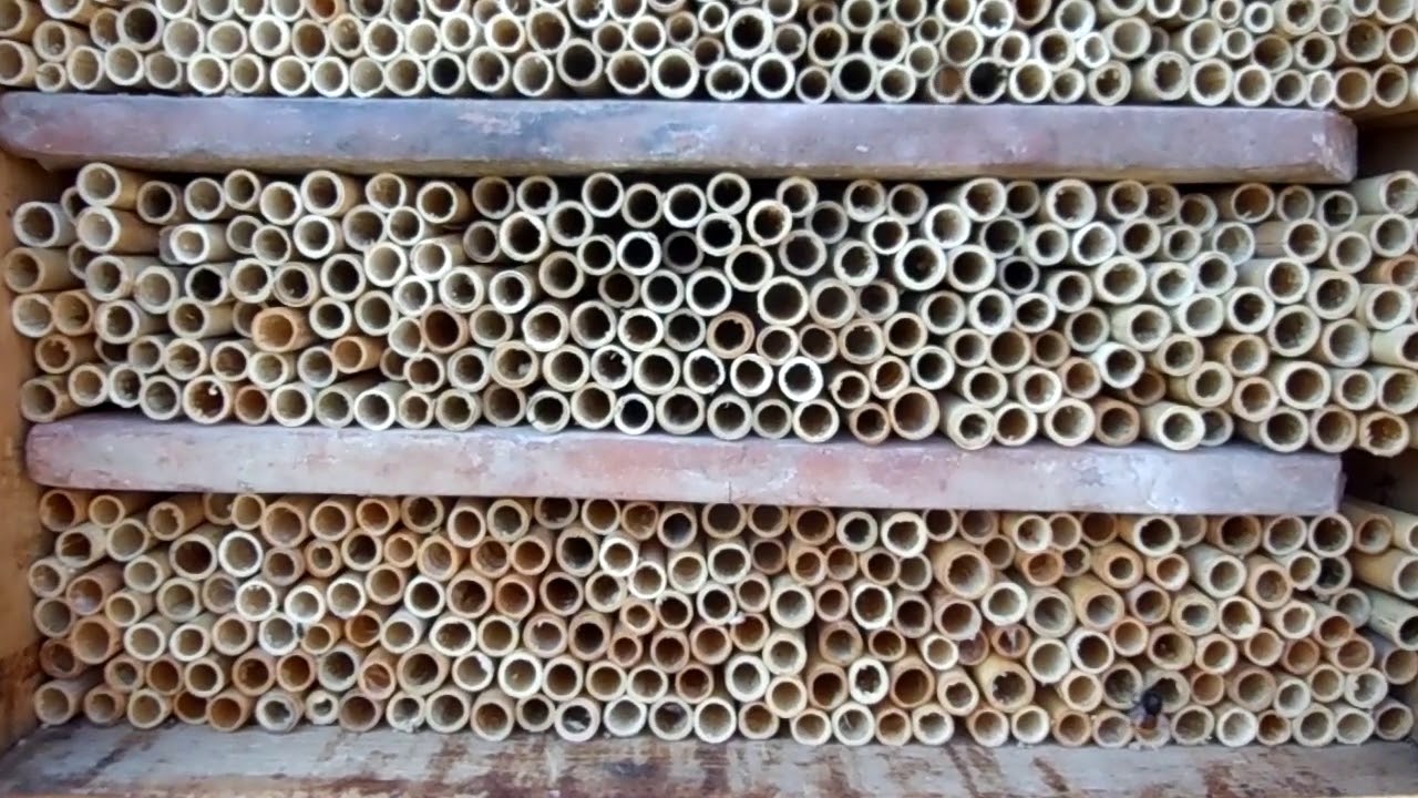 Osmia cornuta ženke 15.03.2020.