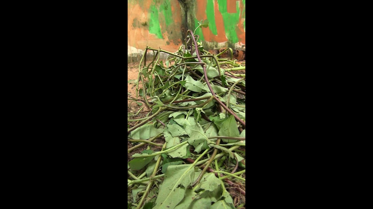 Guinea Pig Cam Live