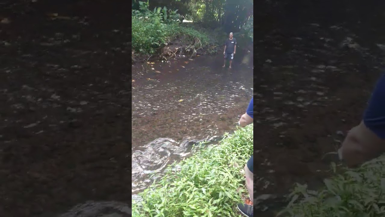 MOOREA, FRENCH POLINESIA - SACRED EELS