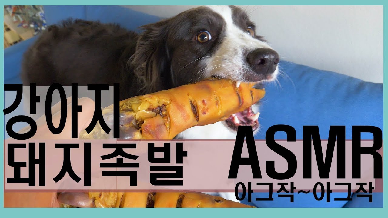 강아지 돼지족발ASMR먹방 (보나의 돼지족발뜯기.~아그작작)