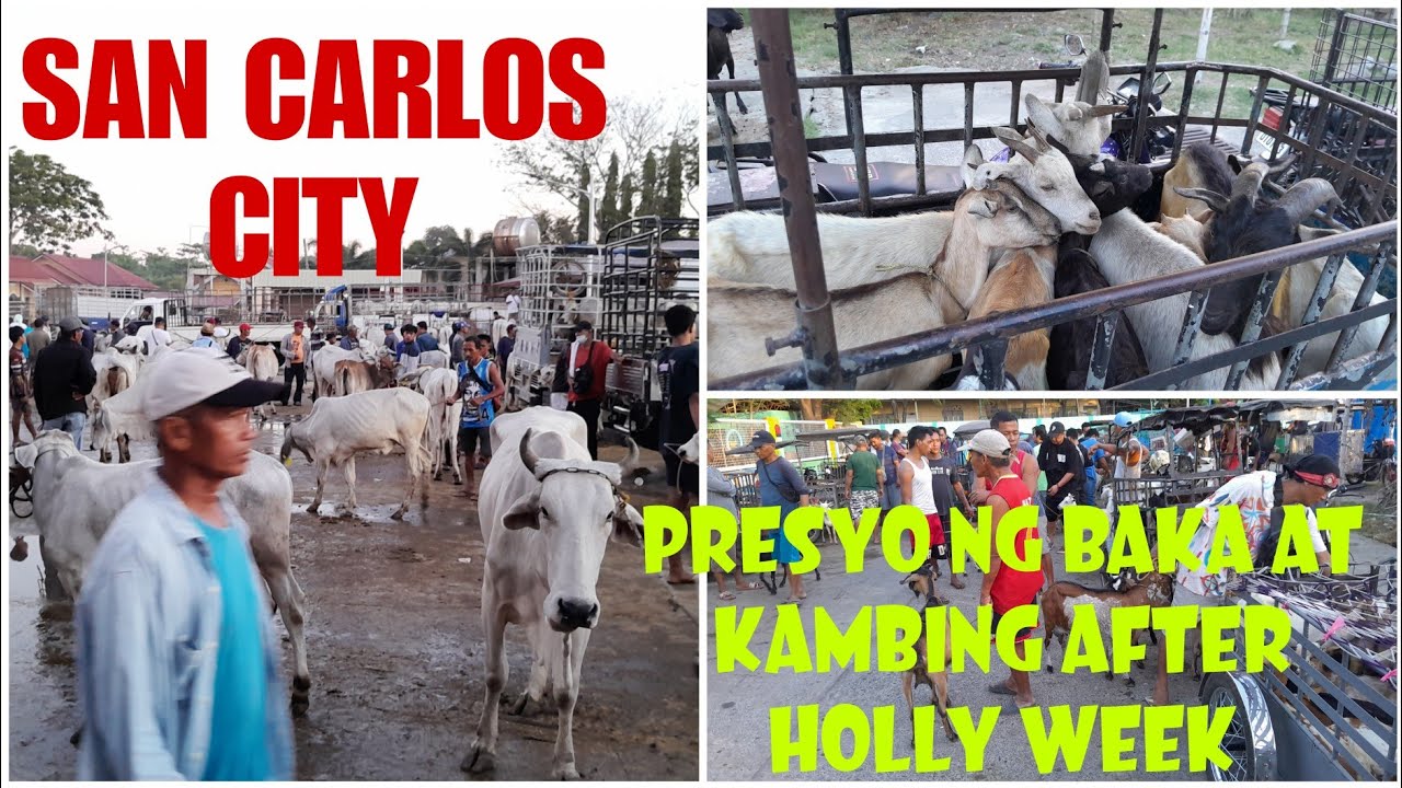 April 06, 2024 Update  Presyo ng Baka at Kambing  San Carlos Livestock Market in Pangasinan