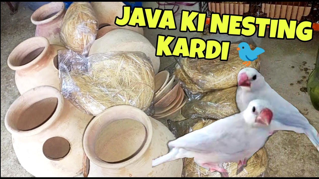 Java Ko Proper Cage Mein Shift Kiya or Nesting Ki  🤗 | DZ Birds Vlogs
