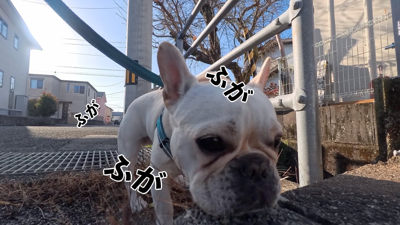 最低気温0℃、フレブルにしたら寒いはずなのに…散歩が大好きすぎて寒さなんて関係ないみたい。