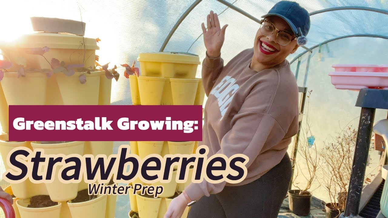 Growing Strawberries in a GreenStalk: What I’m Doing in Early Winter