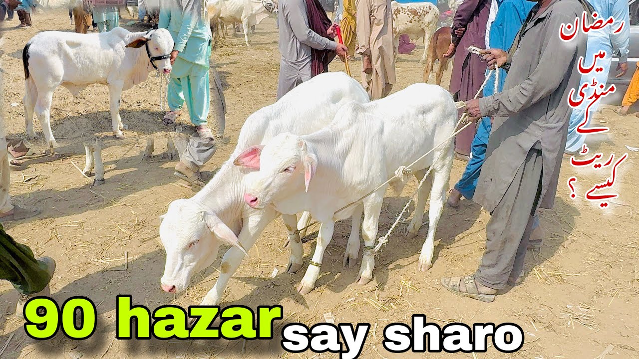 Shiekh wahan mandi  Update😍Ramzan my mandi ky rate kisy?🥰90 hazar say sharo🥳Gulabi nukray Kam rate m