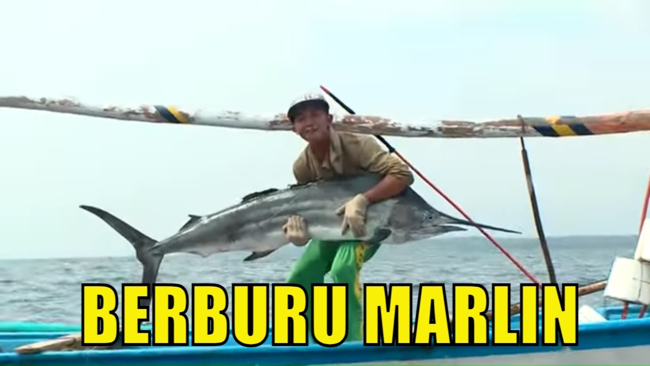 BERBURU MARLIN | MANCING MANIA (06/02/21)
