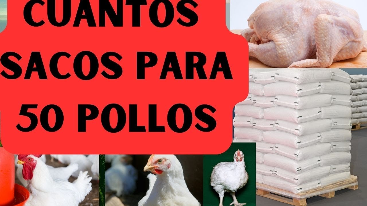 Evita errores: cu&aacute;nto alimento necesitas para 50 pollos