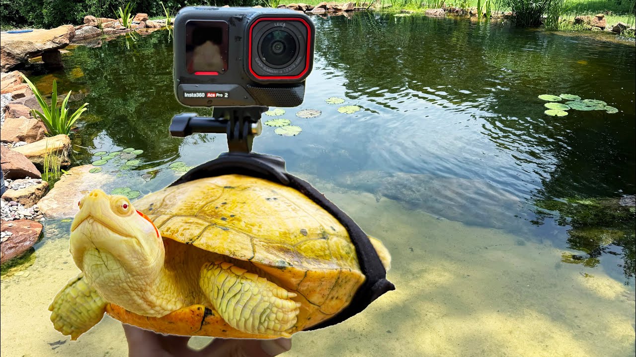 I Strapped an Insta360 Camera On a Turtle!