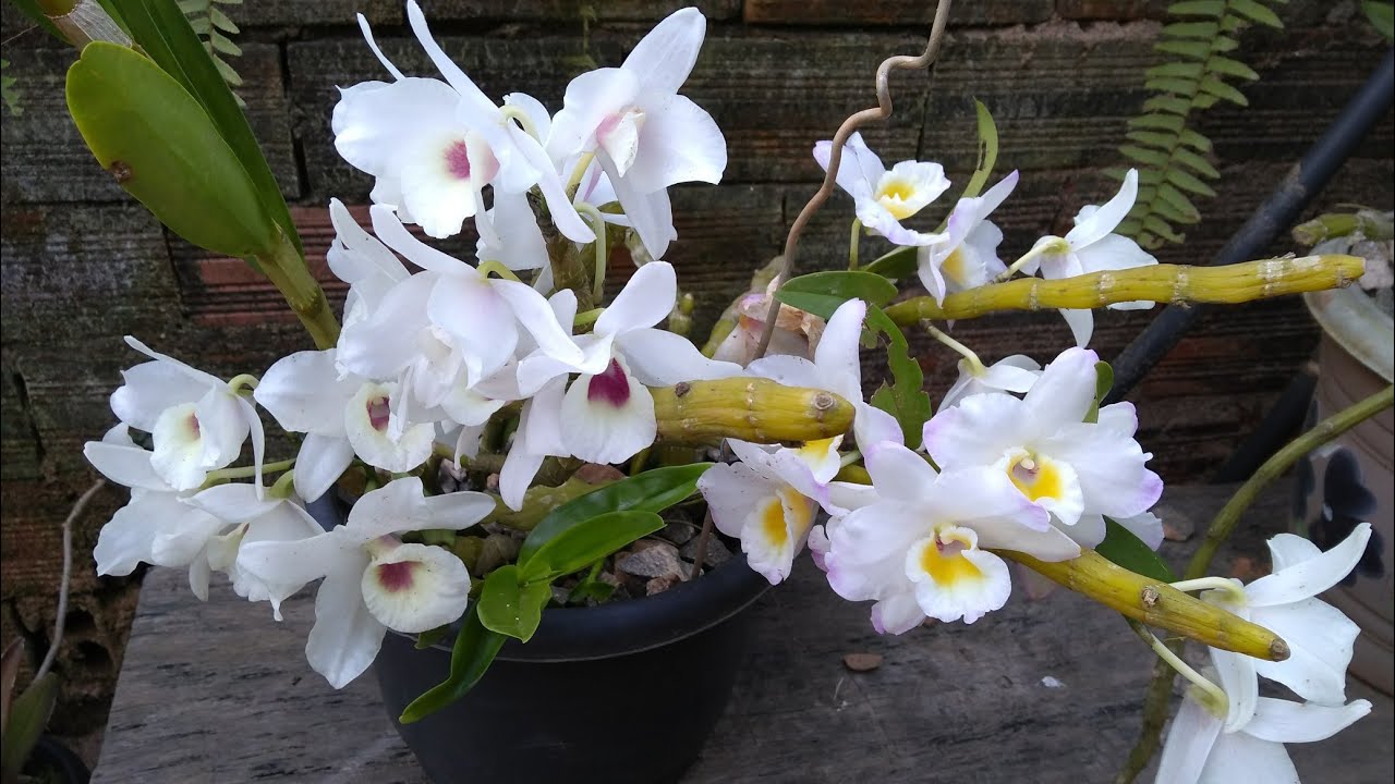 Como cultivar Orquídea Dendrobium em pedra brita