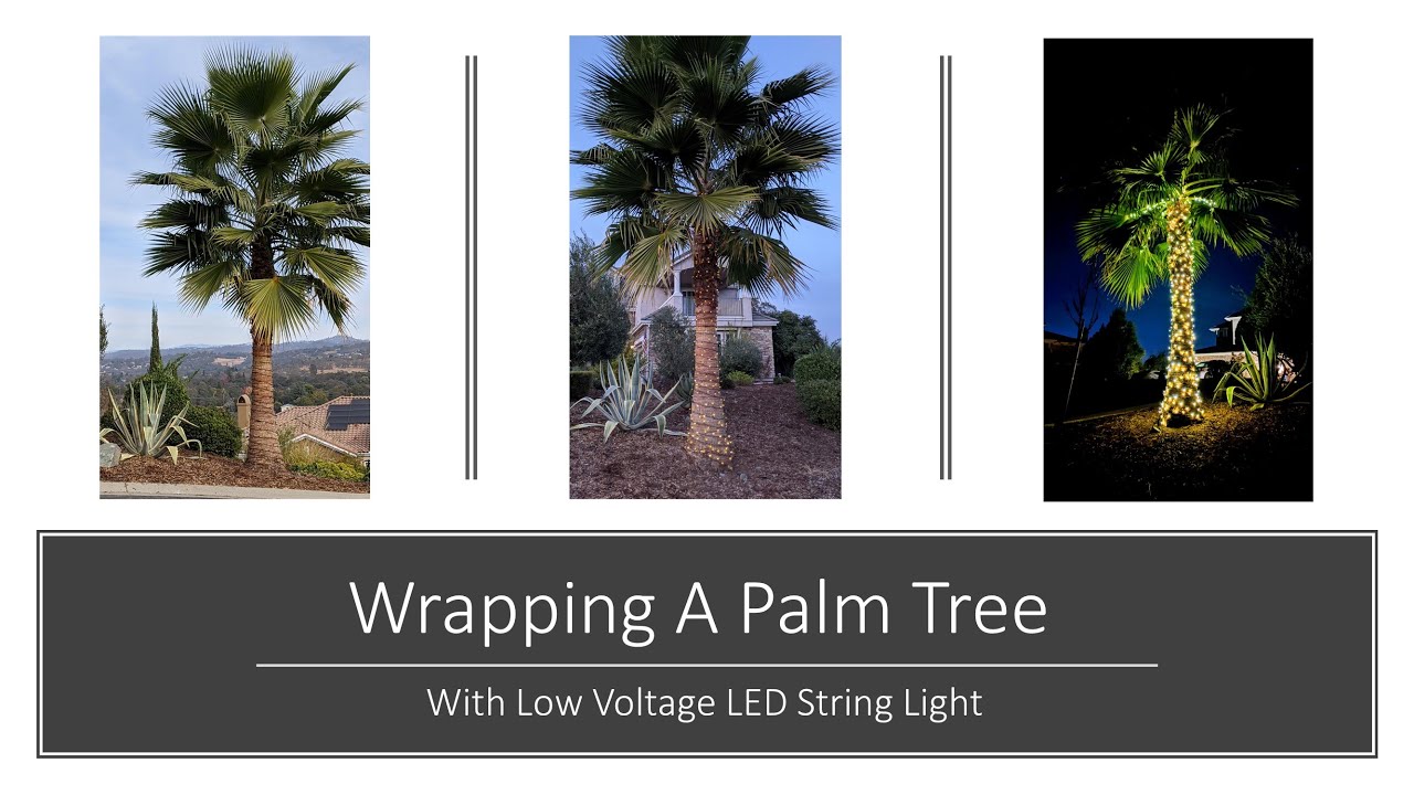 Easily Wrap a Beautiful Palm Tree with String Lights - No Extension Cables Needed
