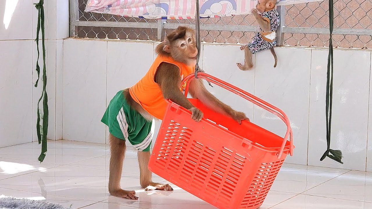 Madam Luna's Family Playing Swing With Basket And Hammock