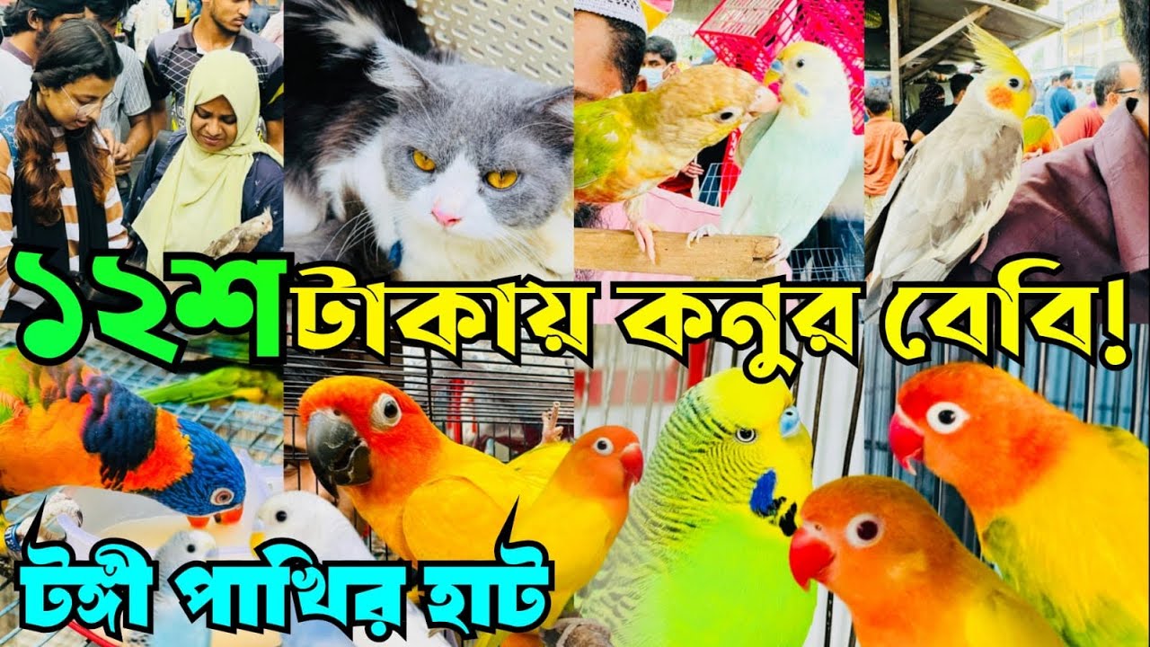 টঙ্গী পাখির হাটে বিদেশী পাখির দা*ম | Tongi Bazar Pakhir Hat | Tongi Pakhir Hat #viral
