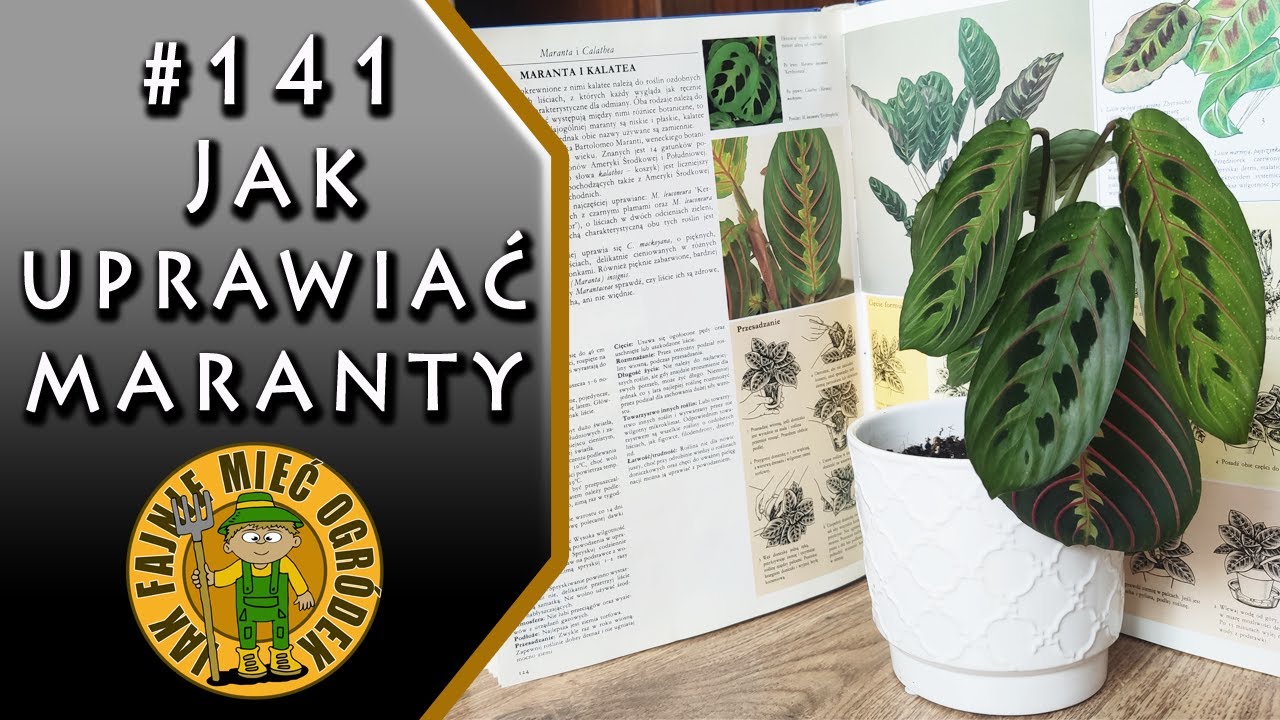#141 Maranta, Calathea, Ctenathe - wymagania i uprawa prosto z książki!