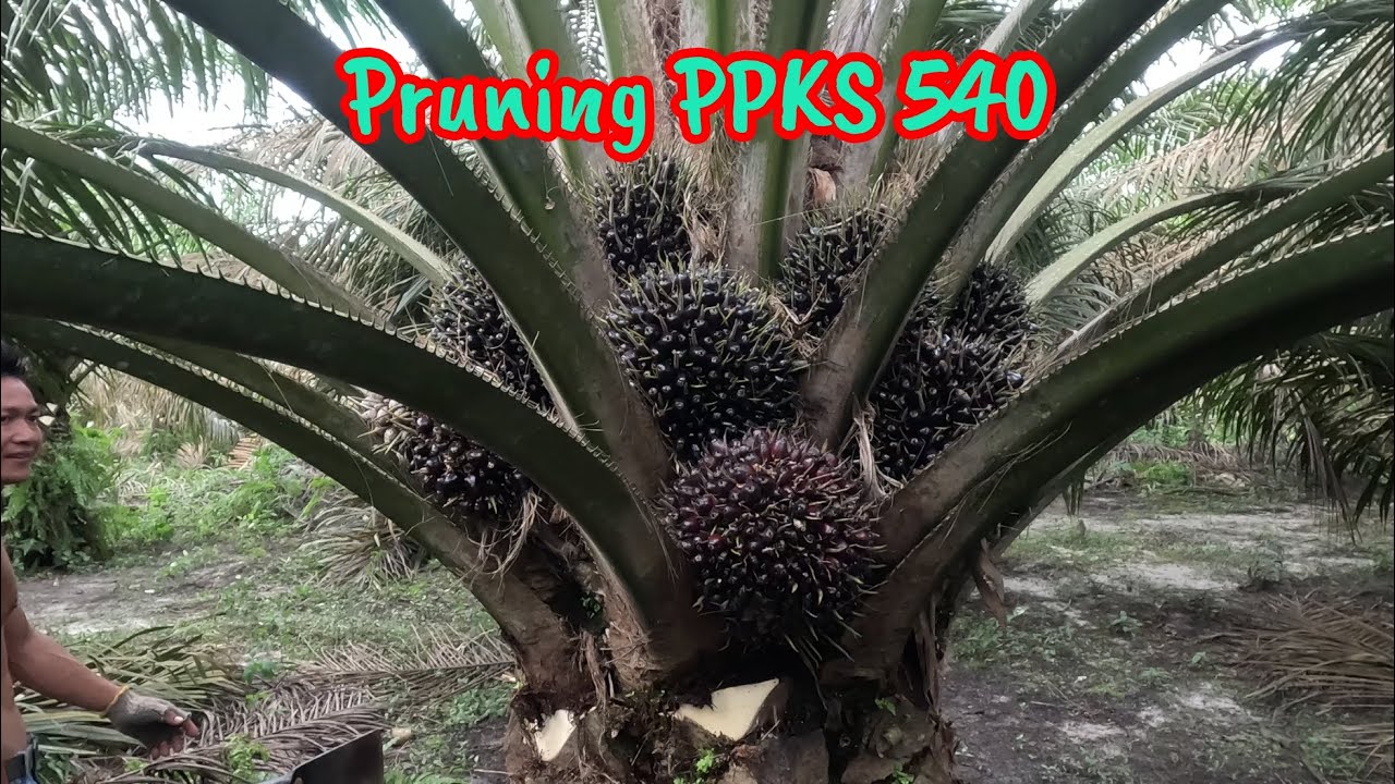 Pruning Sawit PPKS 540 Umur 5 Tahun