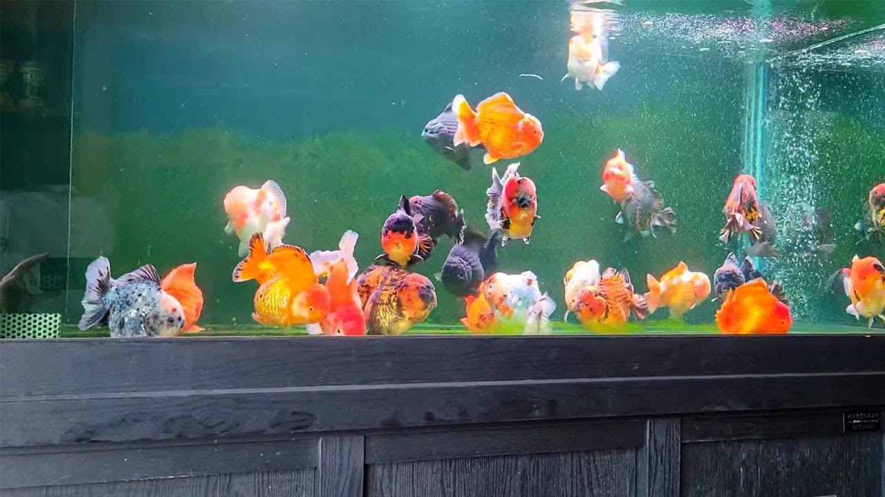 The Best 100 Goldfish Ever - Top quality goldfish ever