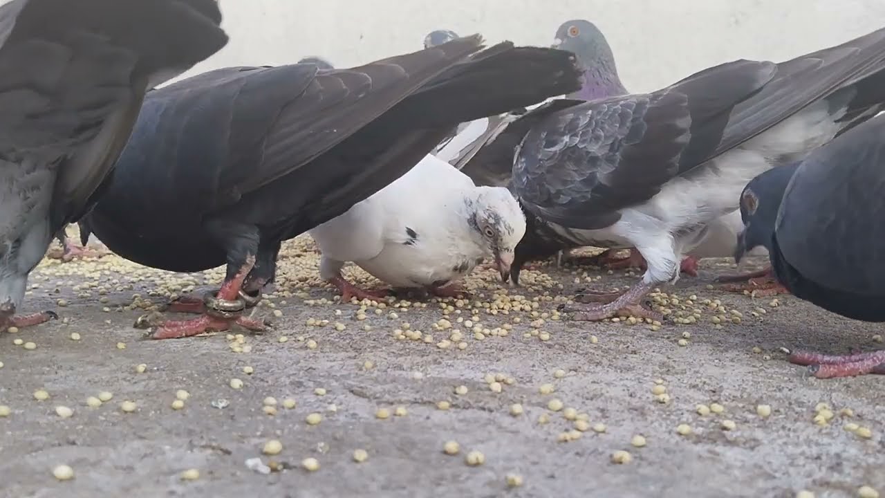 Pigeons and hens videos | pigeons videos | loft pigeons videos | homing pigeons videos | birds seeds