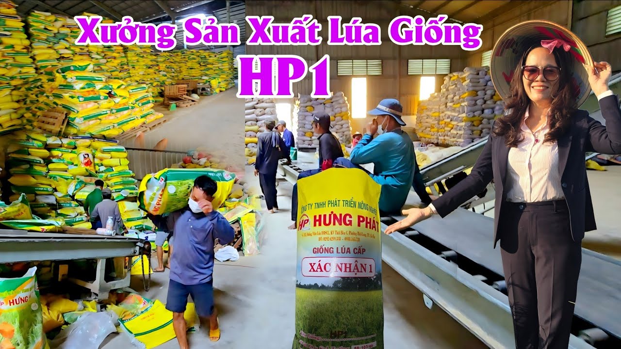 Khám Phá Quy Trình Sản Xuất Lúa Giống Xác Nhận 1 √  HP1 Tại Công Ty Hưng Phát 0919185438