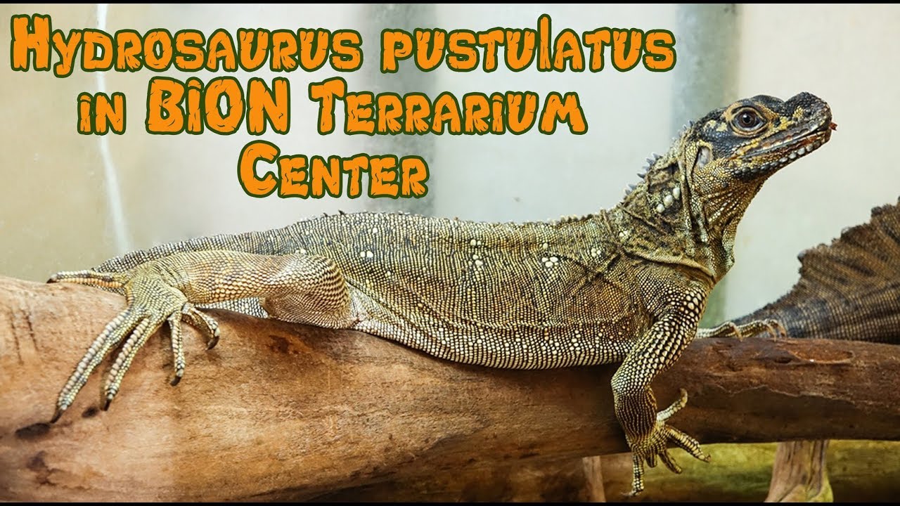 Hydrosaurus pustulatus keeping and breeding