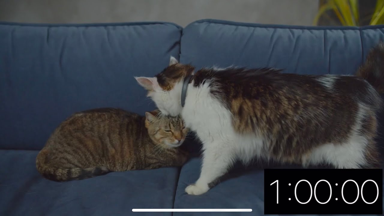 1 Hour Timer - Just Cats