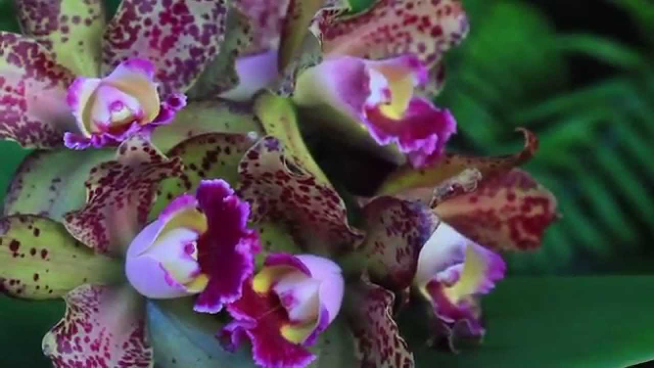 HUGE SPOTTED CATTLEYA - WAIANAE LEOPARD 'CHING-HUA'