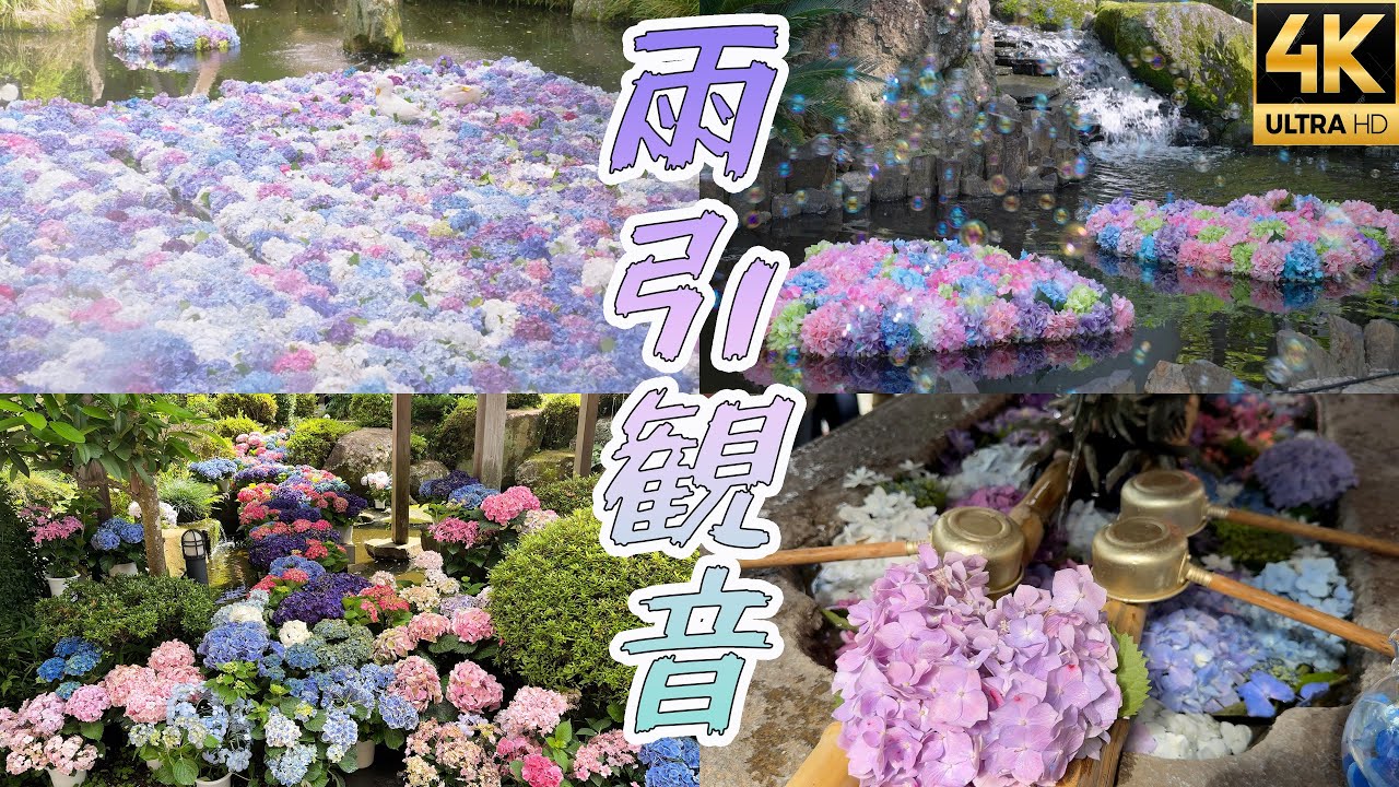 【雨引観音あじさい2025】水中華が美しすぎた カラフルに染まる初夏の絶景 5000株が咲き誇る花の寺 バス停から徒歩ルートも案内
