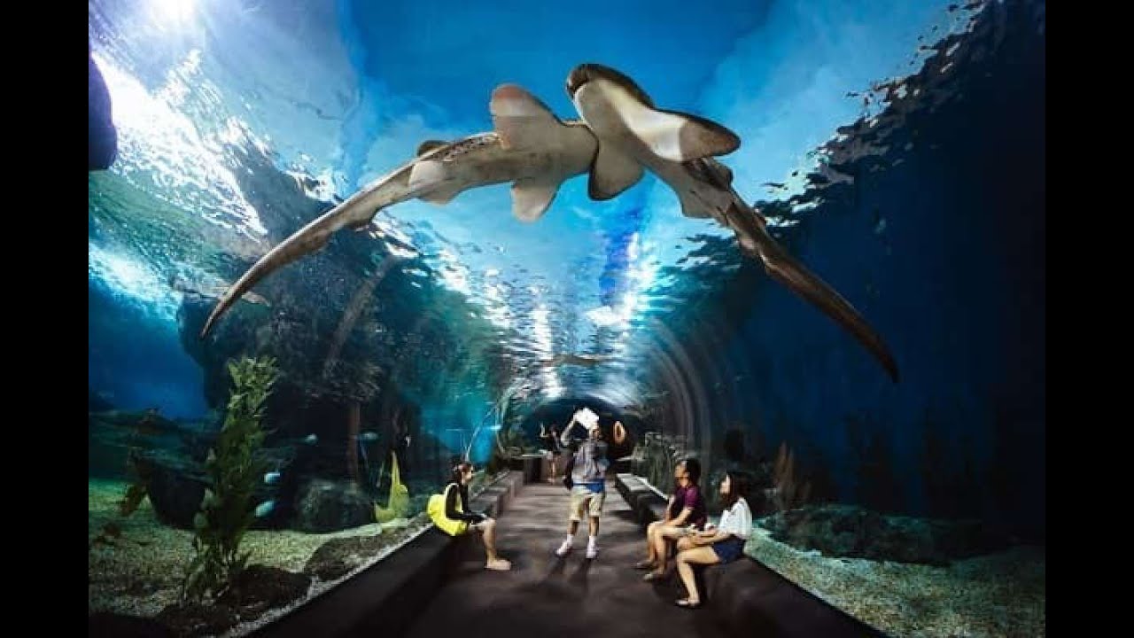 🇧🇩 1st Bangladeshi Vlog at SEA LIFE Bangkok 🐠 | Full Tour, Tickets, Aquarium Show & Experience!