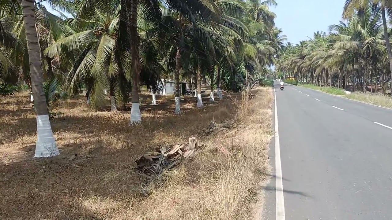 சூலூர் மெயின் ரோடு பேசில் 1.35 ஏக்கர் தோப்பு விற்பனை செஞ்சேரிமலை ஏரியா 