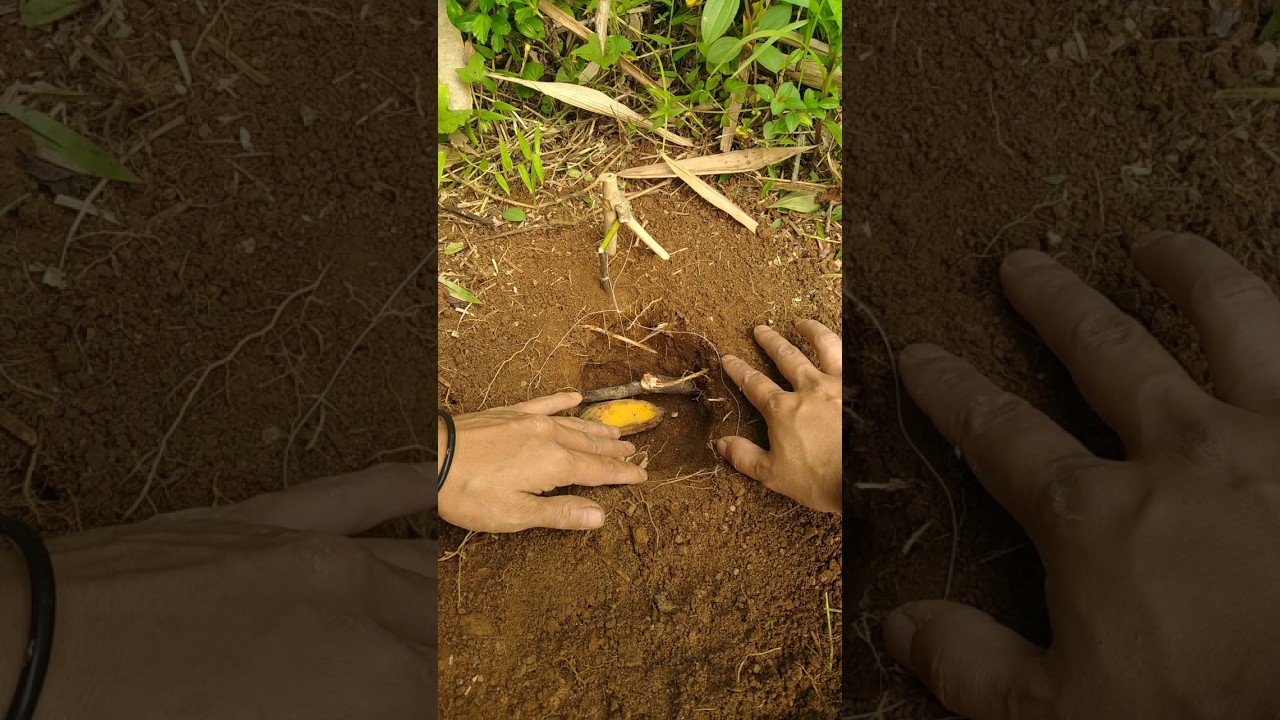 trap for catchhing monkeys #trapp #survival #bamboo #bushcraft #asmr
