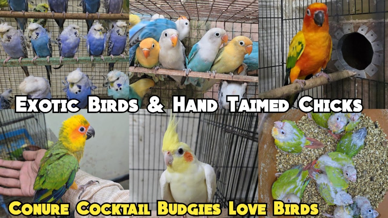Exotic birds & hand taimed chicks available in Hyderabad | conure cocktail Budgies love birds in Hyd