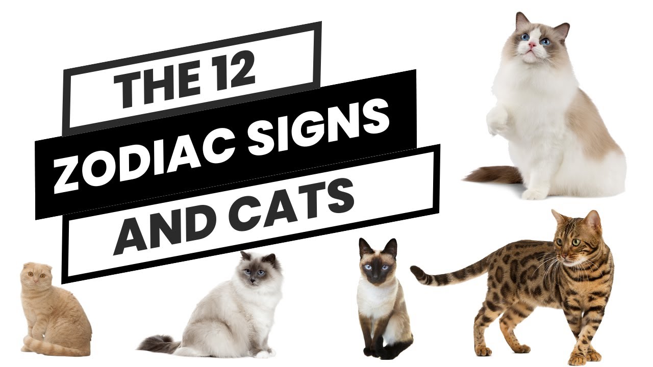 Which Cat Breed Matches Your Zodiac Sign? | Astrology Meets Cats!