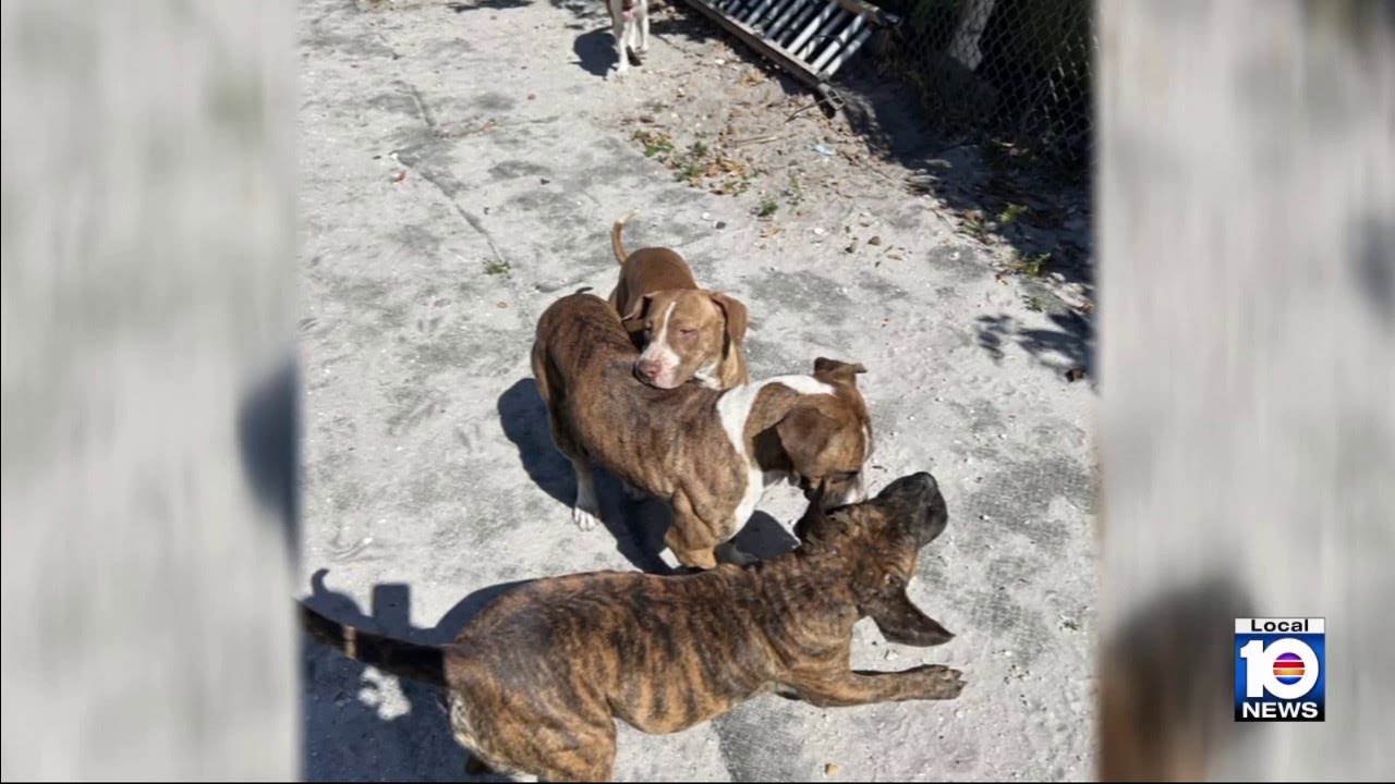 5 dogs euthanized after attack in Fort Lauderdale