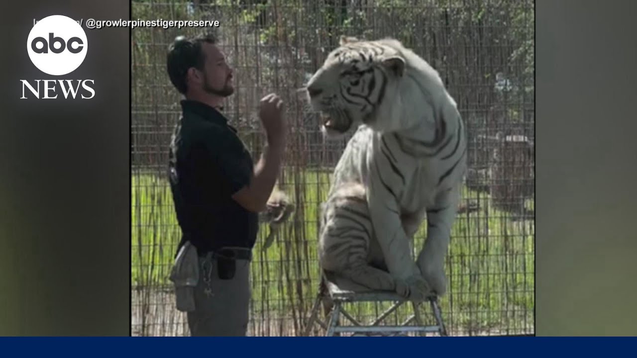 Tiger handler mauled to death at Oklahoma preserve