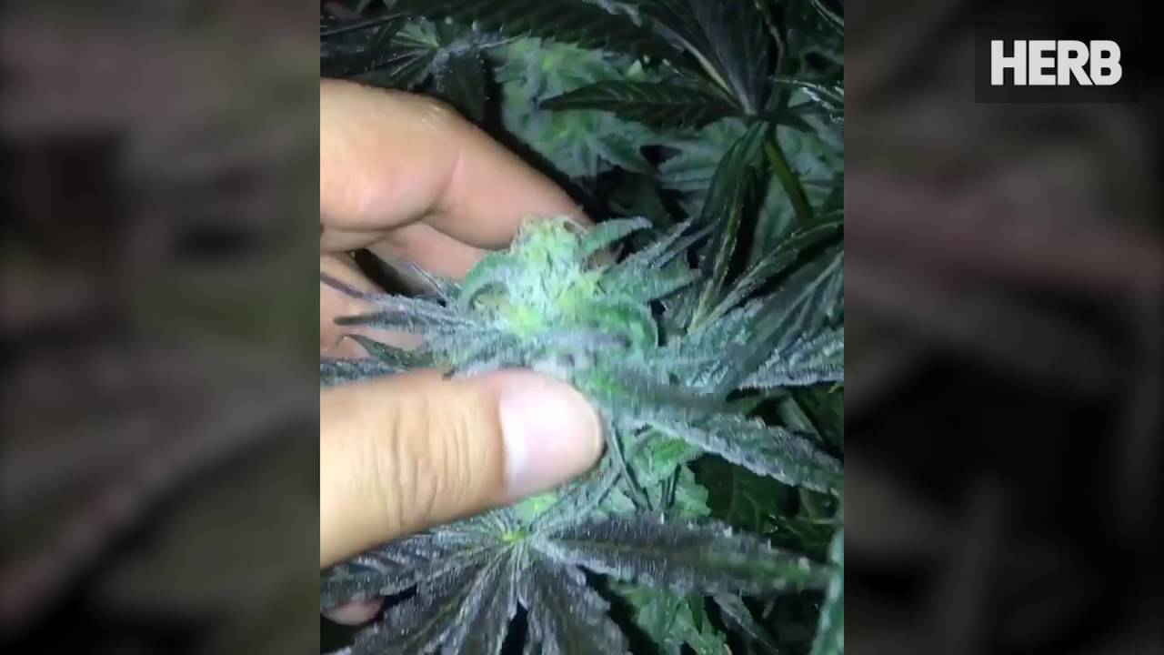 Old Man Purps x OG Kush Breath x Wet Dream - Frosty!