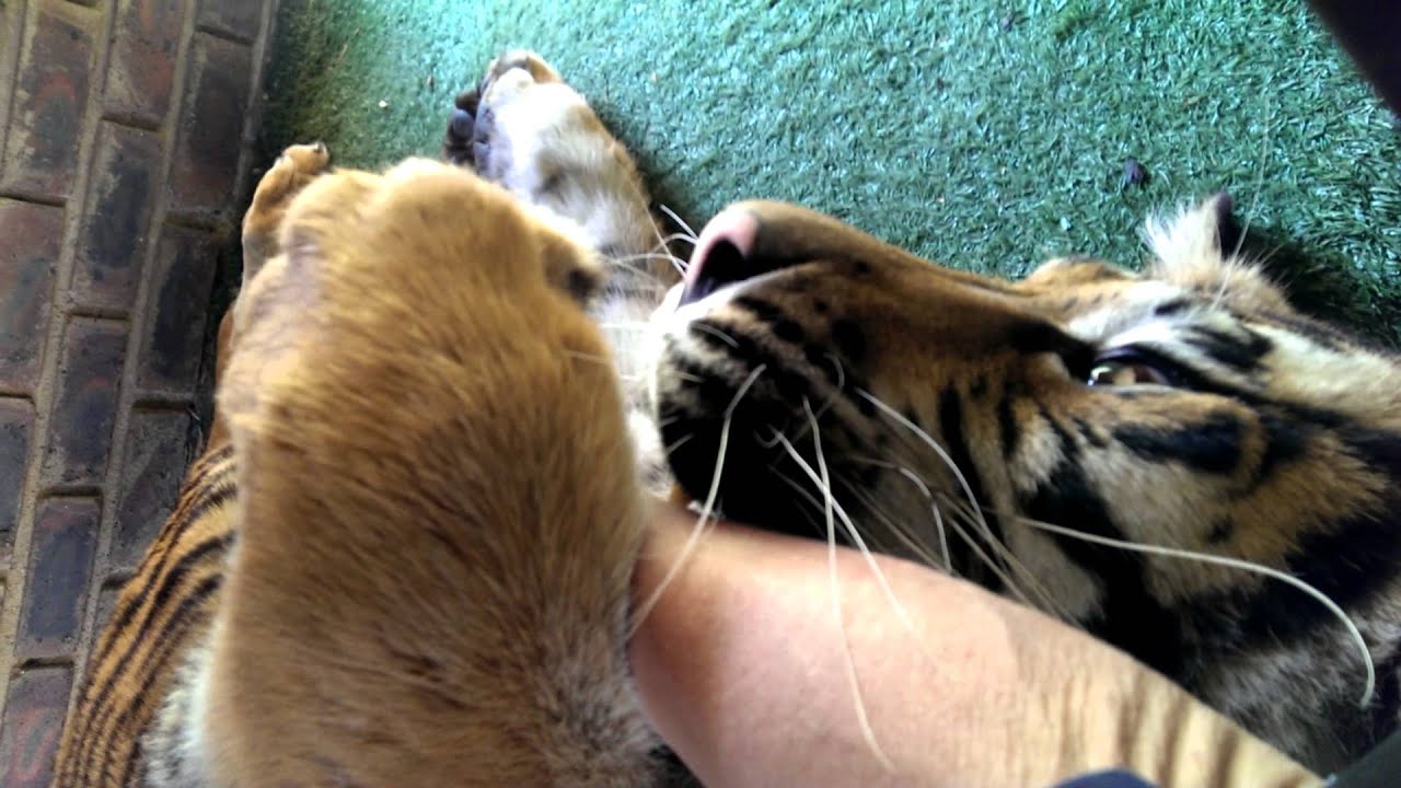 That moment the tiger grabs You by the arm !