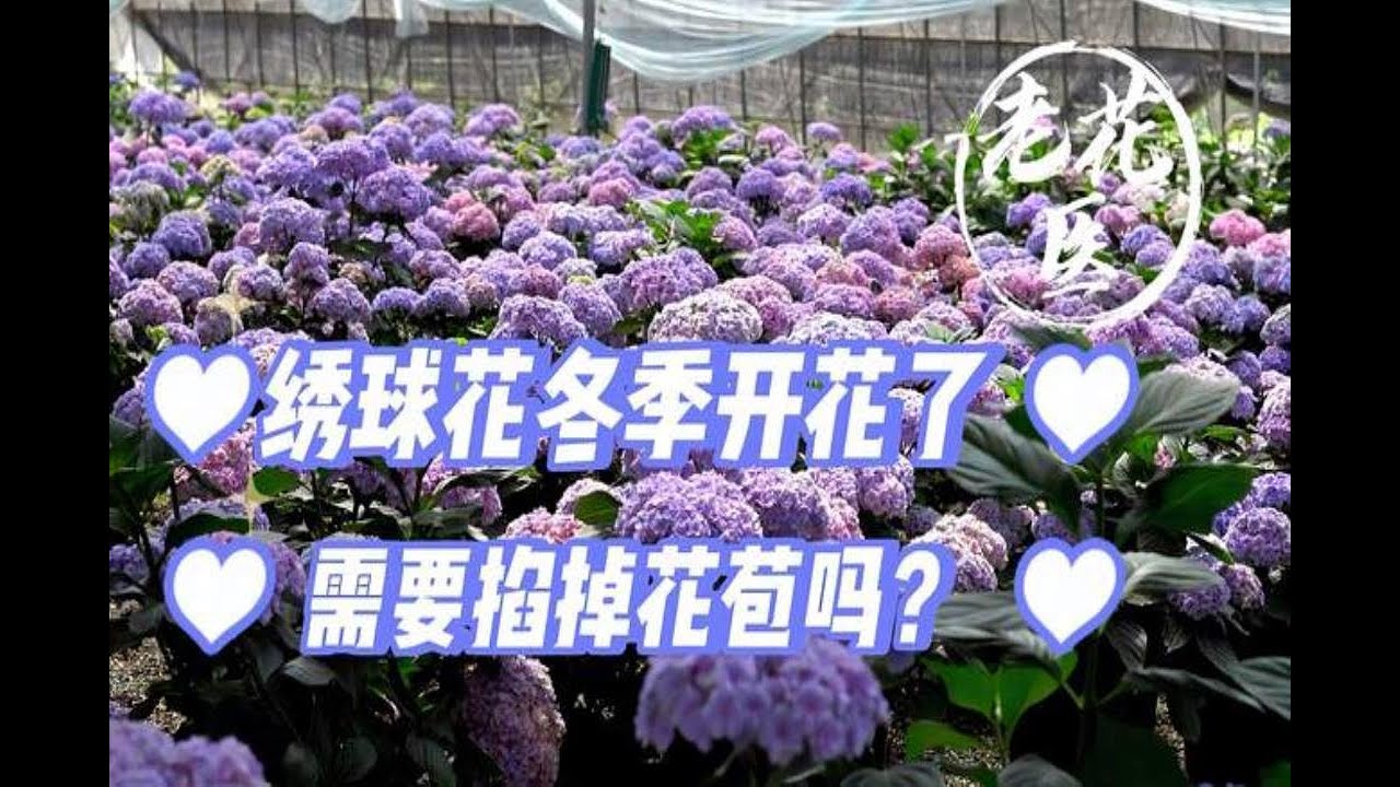 绣球花冬季孕育花苞了，需要掐掉花苞吗？绣球冬季养护讲解