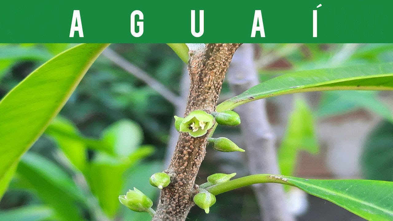 🟢AGUAÍ 🌳 Árbol Frutal y sus Características (Chrysophyllum gonocarpum) | GUATAMBU Fruit Tree